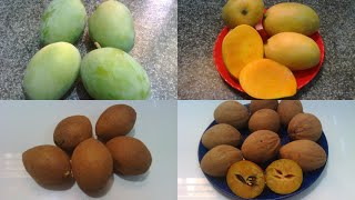 வீட்டிலேயே  மாம்பழம்,சப்போட்டா பழுக்க வைப்பது எப்படி|How to Ripen Mango,Sapota at Home