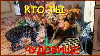 МЕЙН-КУН НАПУГАЛ  БЕНГАЛЬСКУЮ КОШКУ. Кто ты и где мой Каша?