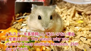 ハムスターを多頭飼いしてはいけない理由。生後25日目。The reason why you shouldn't keep multiple hamsters. 25th day of birth.