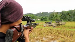 BERBURU BURUNG TEKUKUR SEHABIS PANEN PADI