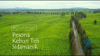 PESONA KEBUN TEH SIDAMANIK SUMATERA UTARA