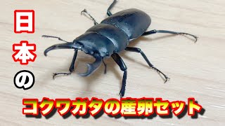 【昆虫】日本のコクワガタ産卵セット割り出しと産卵セットの作り方。