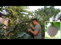 sugar apple soursop u0026 ilama trees in the fresno visalia area