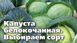 Отличные сорта белокочанной капусты  Ранние, засолочные, для хранения