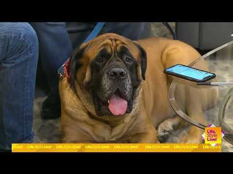 The Akc Approves New Dog Breeds What To Know About Purebreds Versus The Akc Approves New Dog Breeds What To Know About Purebreds Versus
