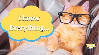 The Ultimate Guide to Understanding Your Cat's Communication