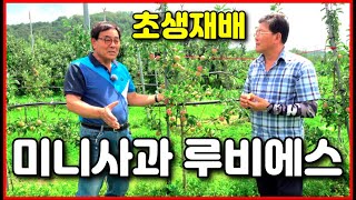 미니사과 루비에스 유기능 초생재배 기법 , 영천 예술사과농원, 알찬들애, 4k