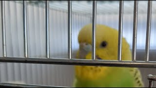 今日のリンちゃんミルくん〈14〉2025.01.24セキセイインコ/オキナインコ/budgerigar/Parakeet