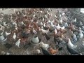 desi hen new rate update per kg 500 gram hen new rate