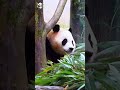 熊熊祟祟的福宝在看啥 푸바오 panda 福宝 熊猫 fubao