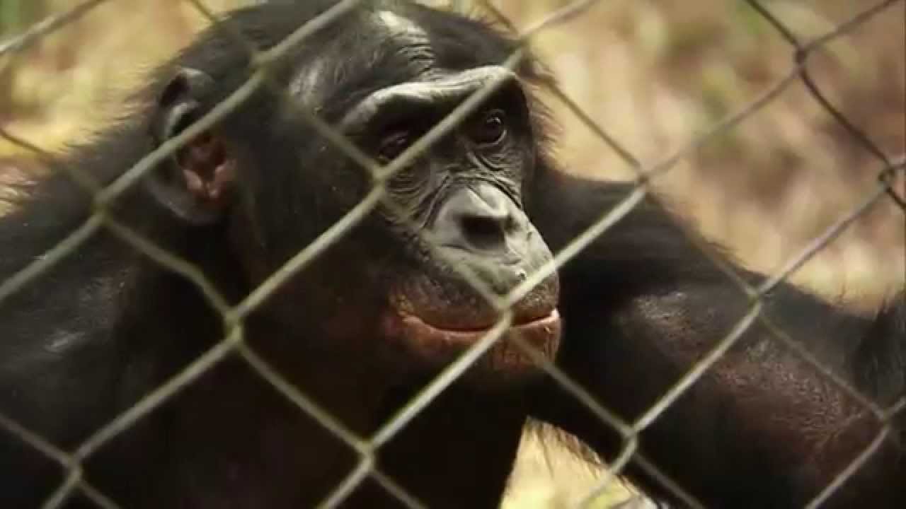 "BONOBOS: BACK TO THE WILD" Official Theatrical Trailer - YouTube