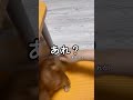 かまちょな犬の行動が可愛すぎた 多頭飼い かわいい shorts