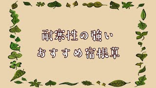 [お花紹介] 我が家のおすすめ宿根草 2024