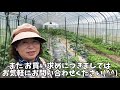 ハウスの夏野菜 収穫間近になりました ^^ 2019年7月2日 ヨコタ農園 滋賀県長浜市