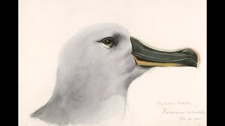 A is for Albatross: sketches by Edward Wilson