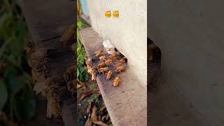 ।। 🌺 মৌমাছির পরাগ সংগ্রহ 🌺।। #bee #shorts_video #viral #honeybee #honeymarket #মৌমাছির