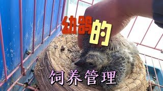 小鸽子老是长不大、长不好该怎么办，是不是饲养出现了问题？