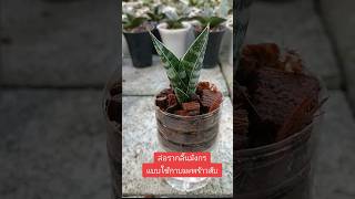 ล่อรากลิ้นมังกรในกาบมะพร้าวสับ #ไม้มงคลเสริมโชคลาภ #ไม้ฟอกอากาศ #sansevieria #ลิ้นมังกร