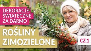 ROŚLINY ZIMOZIELONE w ogrodzie na naturalne dekoracje świąteczne DIY  | GREEN CANOE