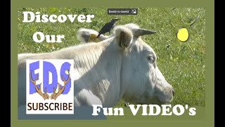 COW VIDEO with a Stunning Starling Sitting On Its Head !