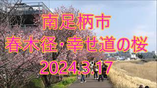 南足柄市春木径・幸せ道の桜並木