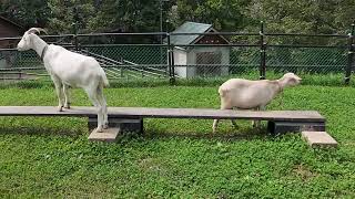 北海道芦別市にある旭ヶ丘公園 #北海道 #ヤギ #どうぶつ #goat #hokkaido