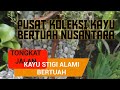 JUALAN ONLINE TONGKAT KAYU STIGI ASLI ALAMI Rp. 750.000