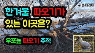 영하의 겨울날씨, 우포늪 따오기는 어디에 모여 있을까? - 따오기 생존 전략  [귀촌피라미]