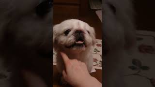 After greeting the owner, the dog smiled after being petted by her【Pekingese】