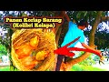 Panen Sarang Korlap / Kolibri Kelapa /  Manggar / Burung Wiceh / Kolibri Wulung