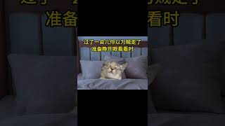 我就知道你没睡。。#细思极恐  #shortvideo #cat #猫meme