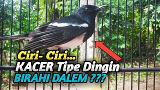 Ciri-Ciri KACER TIPE DINGIN BIRAHI DALAM