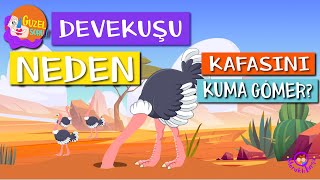 Devekuşu Neden Kafasını Kuma Gömer? | Güzel Soru Serisi