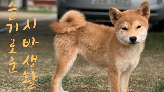 [슬기로운 시바생활]슬기로운 시바생활의 데일리!