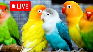 🔴Live bird live stream for cats | love birds sounds🎵🔊 | Lovebird Singing \u0026 Chirping | cat tv,