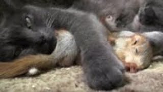 Crimean cat 'adopts' 4 orphaned baby squirrels