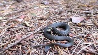 Grass snake (Natrix natrix) / Parastais zalktis