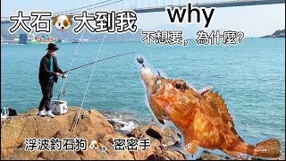 石狗🐶多到密密手，大到我不想要，why？⋯⋯