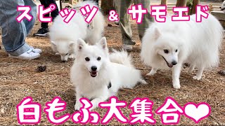 【日本スピッツ＆サモエド】可愛い犬🐶35頭大集合！同ブリーダー出身のわんこオフ会 / 10 Japanese Spitzes and 25 Samoyeds Family Gathering.