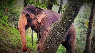 දළදා වන්දනාවට ආ රංකඩු තාරක| rankadu tharaka|gaja thejasa |ගජ තේජස|kandy perahara 2022|kandy elephant