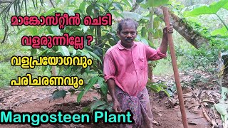 മാങ്കോസ്റ്റീൻ ചെടി വളരുന്നില്ലേ ? വളപ്രയോഗവും പരിചരണവും How to Grow Mangosteen Fruit Plant at Home