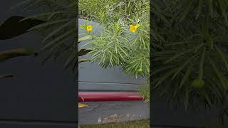 Yellow oleander, Cascabela thevetia#flower #garden#hedge #shorts