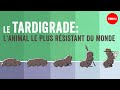 Le tardigrade, la créature la plus coriace sur Terre - Thomas Boothby