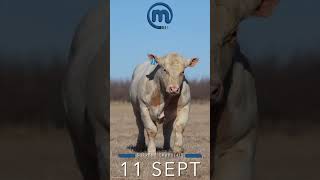 Charolais bulls