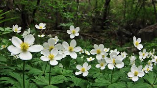 한국의 야생화 - 홀아비바람꽃(Anemone koraiensis)