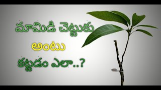 మమి‌‌డి చేట్టుకు అంటుకట్టడం ఎలా..? ||How to graft a mango tree.