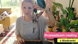 Przesadzam rośliny z Biedronki | Kwiaty z Biedronki | Strelicja | Alokazja Black Velvet | PIPILOTKA