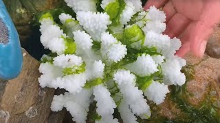 Xiaozhang Found A GIANT Colorful Coral On Green Seaweed(Catch Seafood)