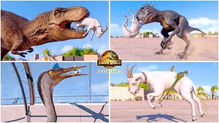 Goat Hunting Animations of All Dinosaurs & Flying Reptiles in San Marie 🦖 Jurassic World Evolution 2