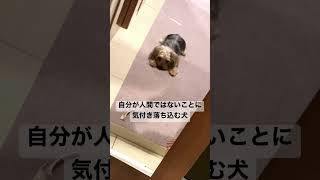 自分が人間ではないことに気付き落ち込む犬 #yorkie #yorkshire #ヨーキー #ヨークシャーテリア #ヨークシャテリア